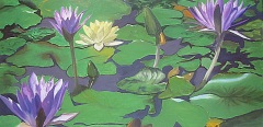 1-nenuphare-1