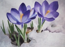 1_crocus-2