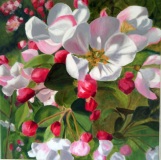 1_fleurs-de-pommier