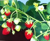 1_fraises-toile-