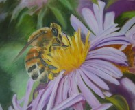 40-abeille-butinant-1