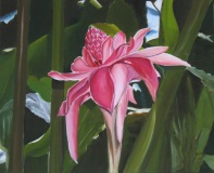 48-rose-de-porcelaine-Ramon-Copie-1