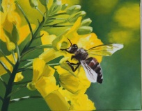 52-abeille-sur-fleur-de-colza-ramon-1