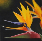 57-Oiseau-du-paradis-Ramon-1