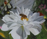 60-cosmos-blanc-Ramon-Copie-1