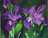 68-iris-1-1