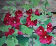 73-Mur-de-roses-tremieres-1
