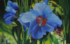 75-pavot-bleu-1-scaled