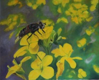 77-abeille-sur-fleur-de-colza-1