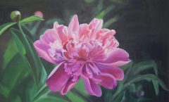 81-pivoine-1-scaled