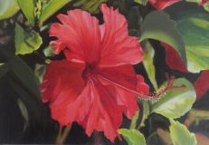 83-hibiscus-1-scaled