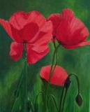 coquelicots-2021-scaled