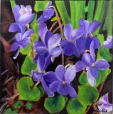 violettes-scaled